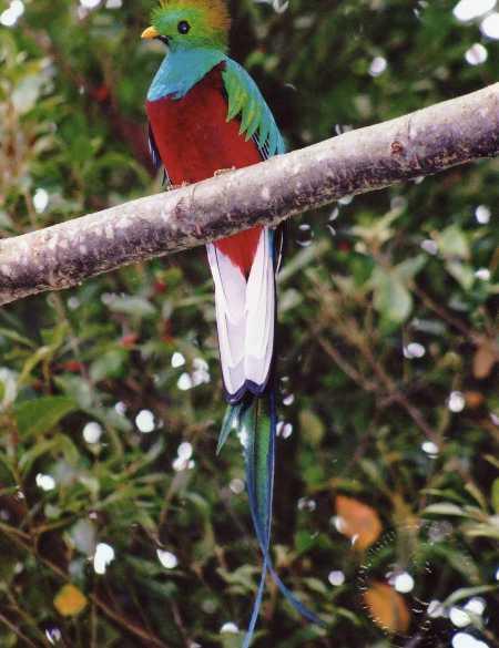 resplendantquetzal