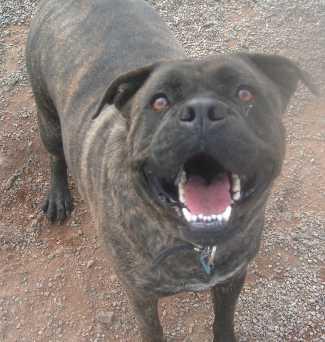 zeusmastiff