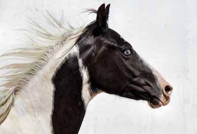 The artwork of Casey Carney will be on display at the Lake County Wine Studio in Upper Lake, Calif., during the month of November 2013. ransomhorse