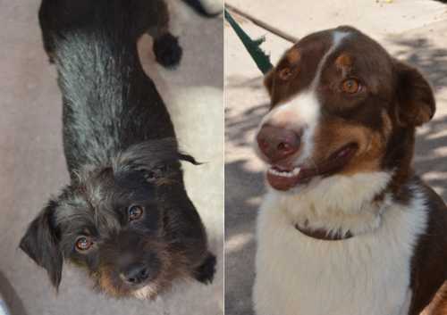 More than 1,000 adoptable pets will be at the Bay Area Pet Fair & Adoptathon on Saturday, October 5, and Sunday, October 6, 2013, in San Rafael, Calif. Courtesy photo. dogfairdogs