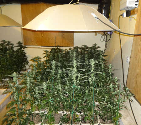 052314estradapotgrow