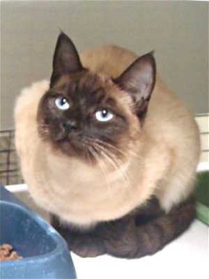 5siamese