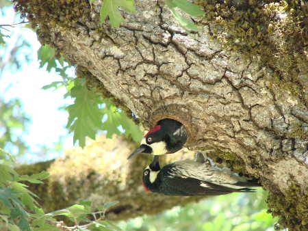 acornwoodpecker