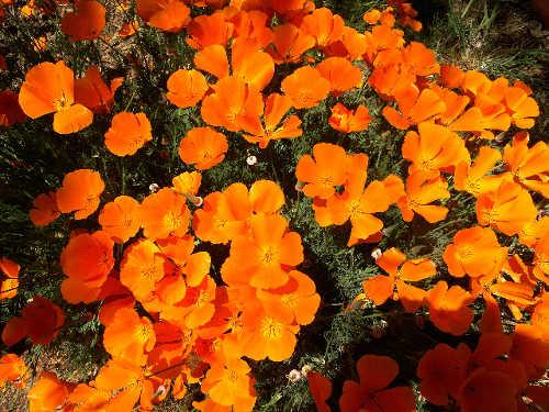 barnwellpoppies