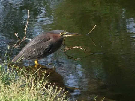 hansongreenheron