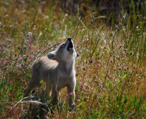 howlingcoyotepup