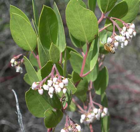 ksfeb2014manzanita2