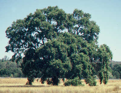 scavoneamiakitetree