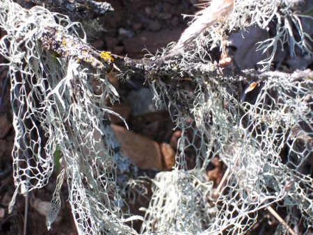 scavoneoaklichens