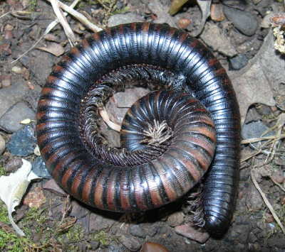 scavoneoakmillipede