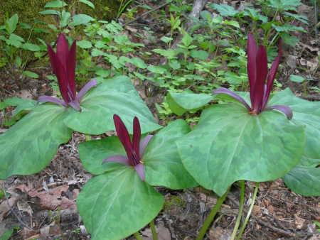 scavonetrillium