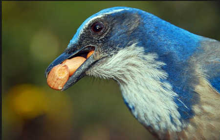 scrubjay