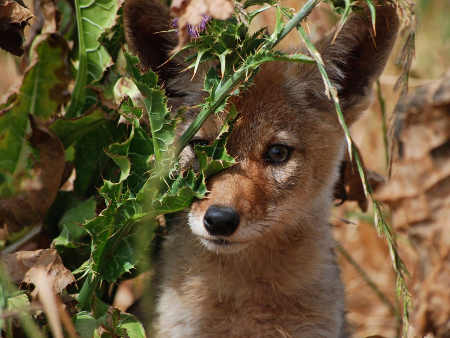 tuleyomecoyotepup