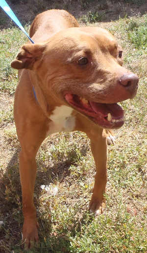 13pitbullmix