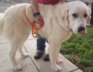 28greatpyrenees