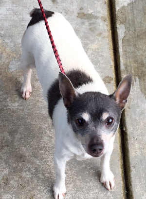 3ratterrier