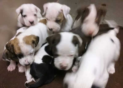 8terriermixpups