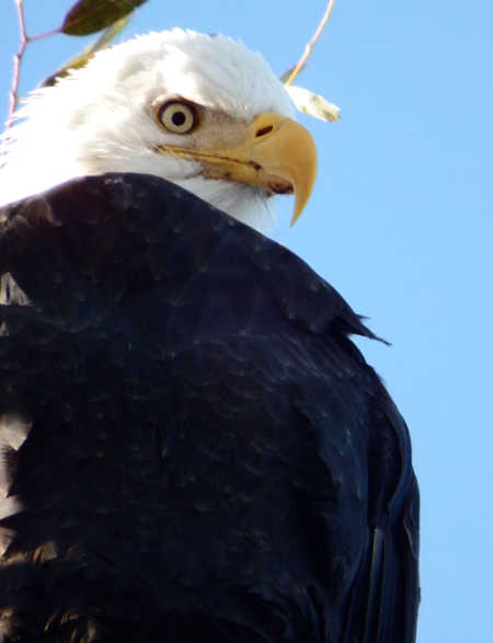 hansonbaldeagle2