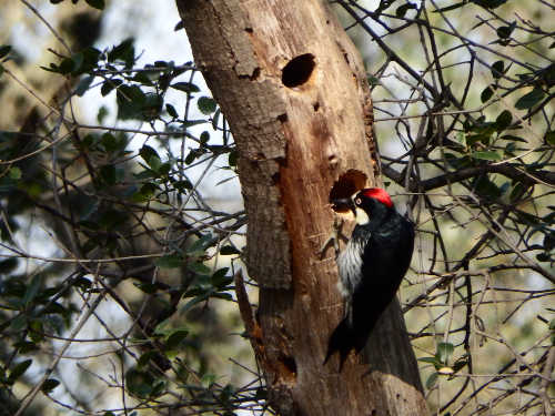 hansonfemalewoodpecker