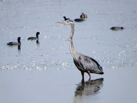 hansonshorebirds