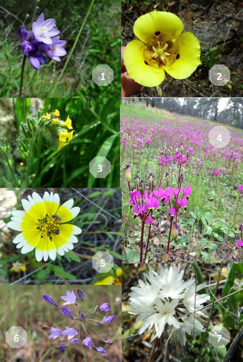 hansonwildflowercollage