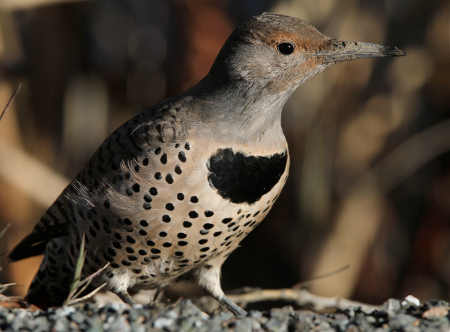 redbudnorthernflicker