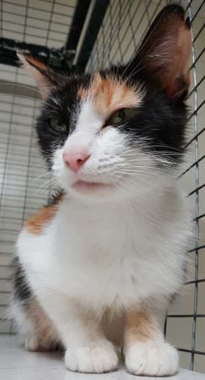 115calico