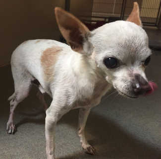 14seniorchihuahua