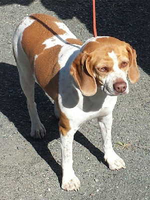 4743beagle