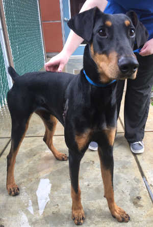 6925doberman