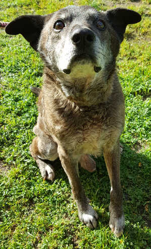 7000cattledog