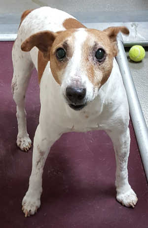 7256jackrussell