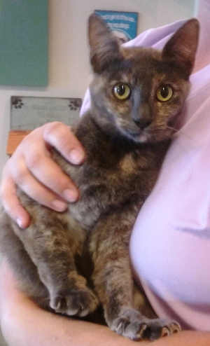 90momtortie