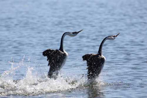 barnwelldancinggrebes