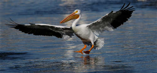 barnwellpelican