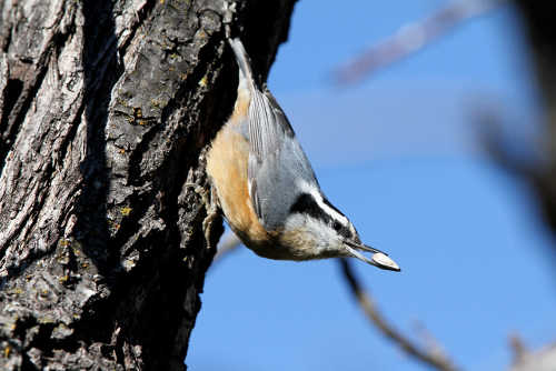 barnwellredbreastednuthatch