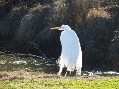 barnwellsnowyegret