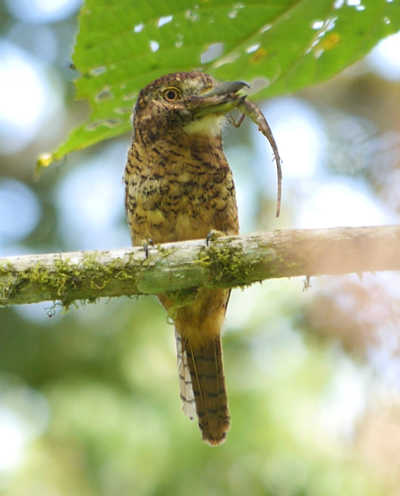 barredpuffbird