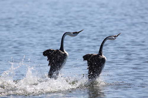 bbarnwelldancinggrebes