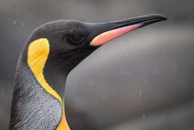 boblewiskingpenguin