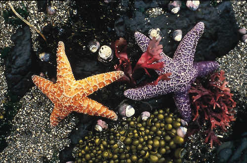 cdfwstarfish