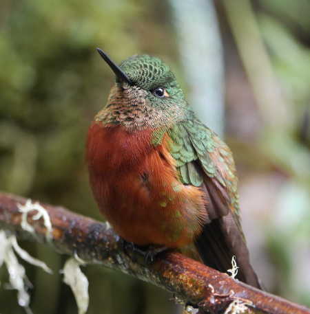 chestnutbreastedcoronet