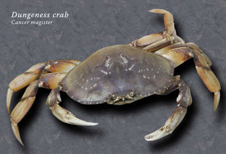 dungenesscrab