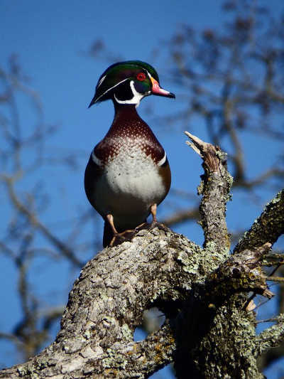 hansonmalewoodduck