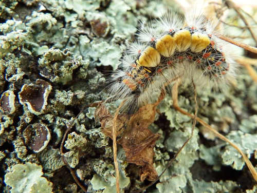 hansontussockmothcatepillar