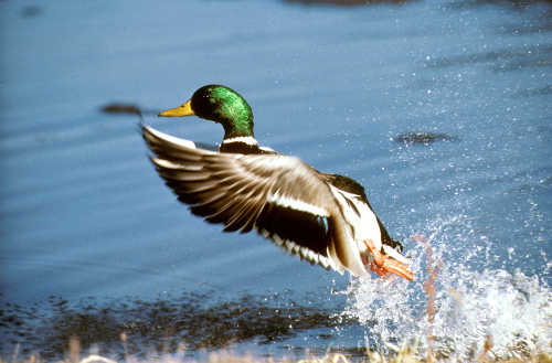 mallard usfws