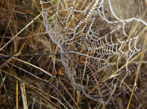 marykhansonspiderweb