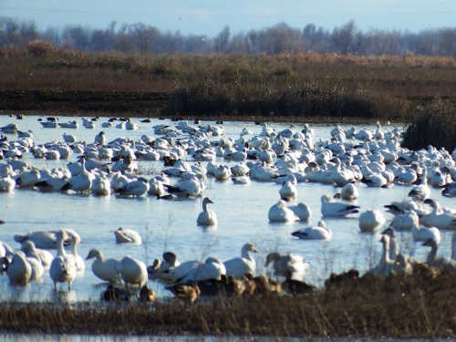 redbudsnowgeese