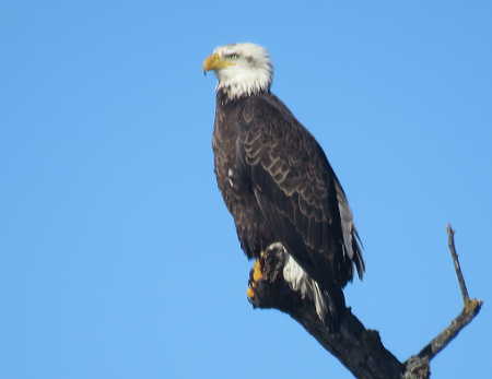 scavonebaldeagle