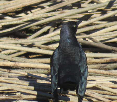 scavoneblackbird